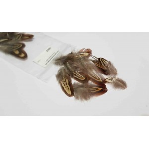 Pheasant breast feathers