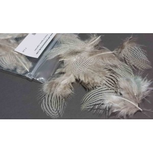 Silver pheasant feathers