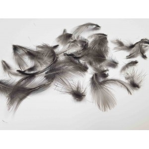 Moorhen feathers