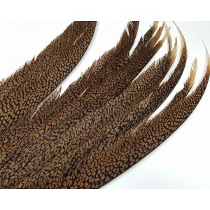 Golden Pheasant Tail Pieces