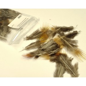 Golden Pheasant back Feathers