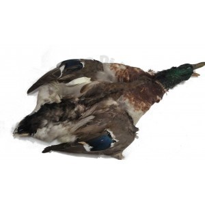 Male mallard skin